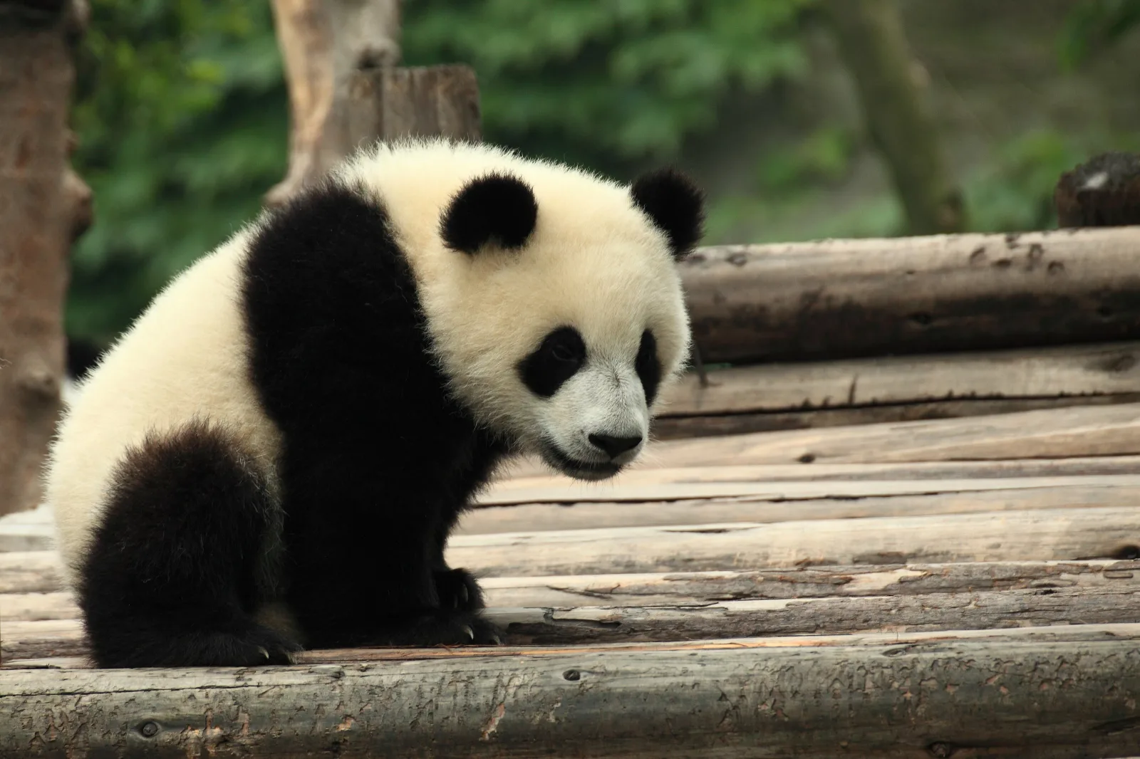 Jeune panda sur une plateforme de bois à Chengdu.