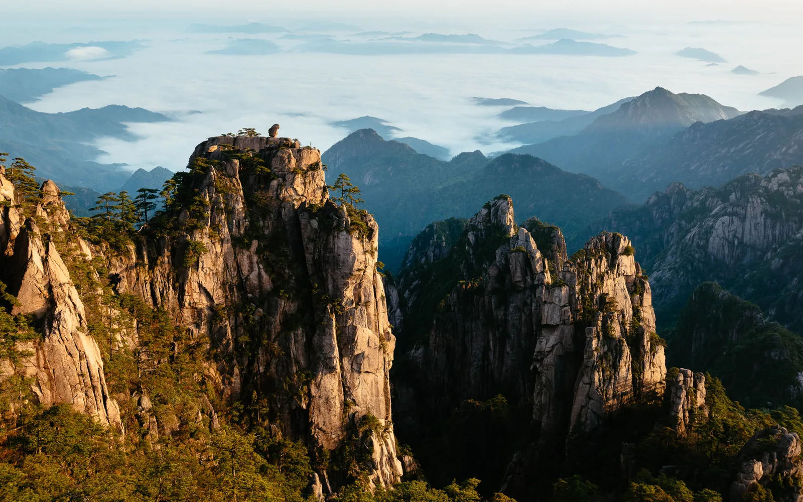 Pics de granit et pins au-dessus d’une mer de nuages, dans la lumière rasante du soleil à Huangshan.