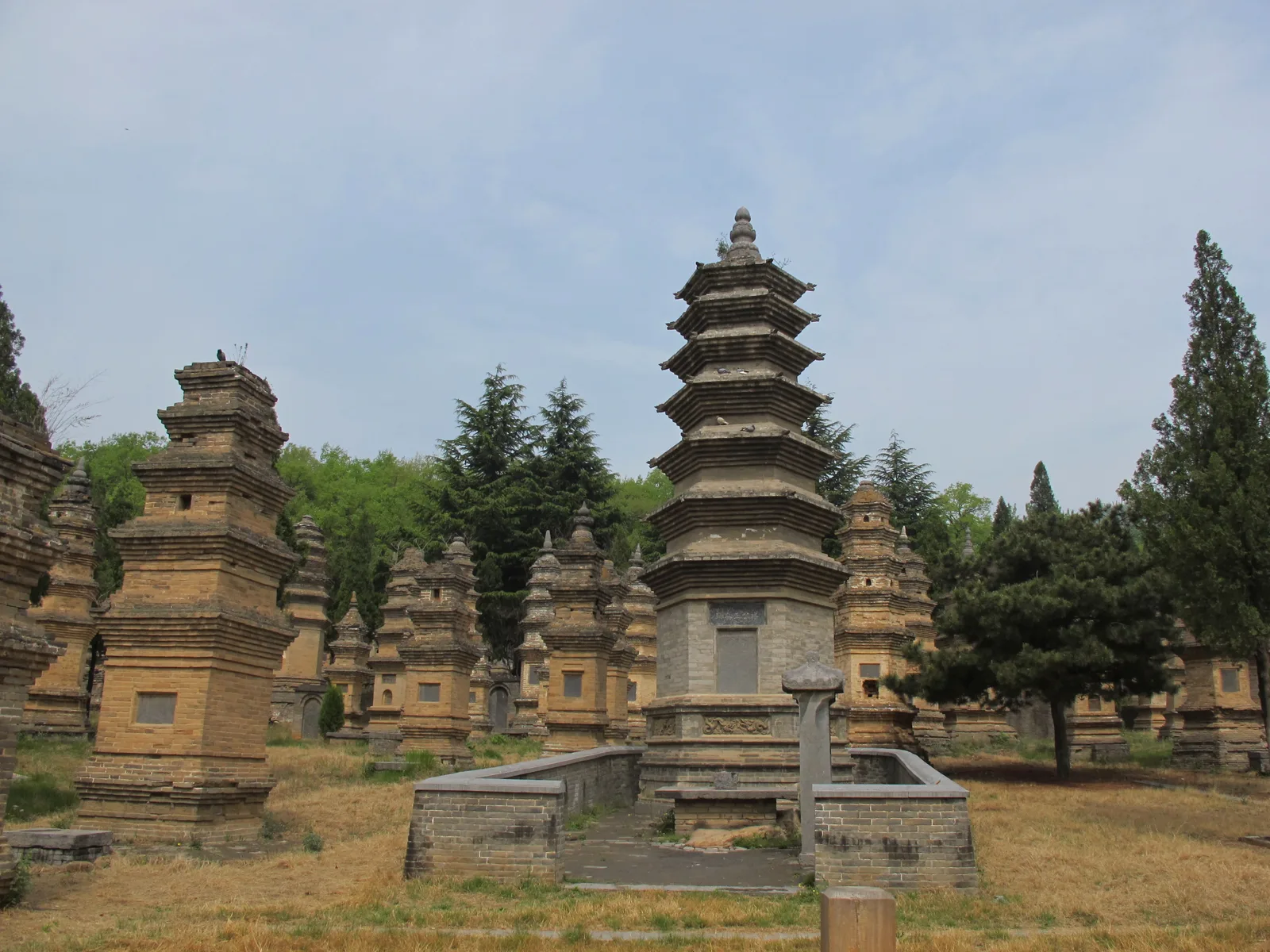 Brick tomb pagodas of different heights among cypress trees in the Pagoda Forest at Shaolin Temple