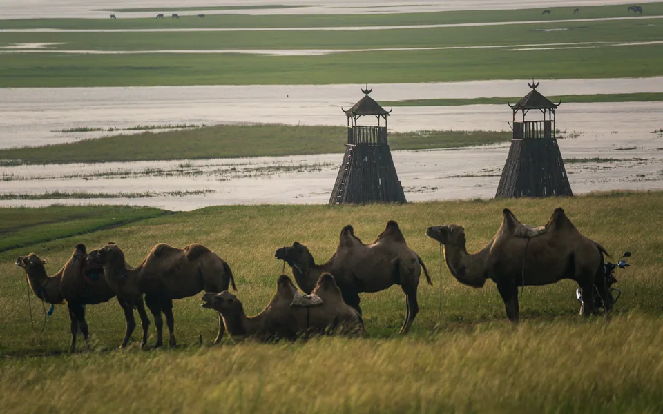 Camels on the Hulunbuir grassland