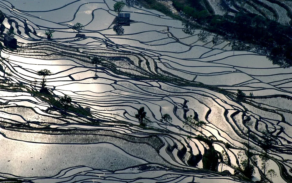 Yuanyang rice terraces photographed in December 2007