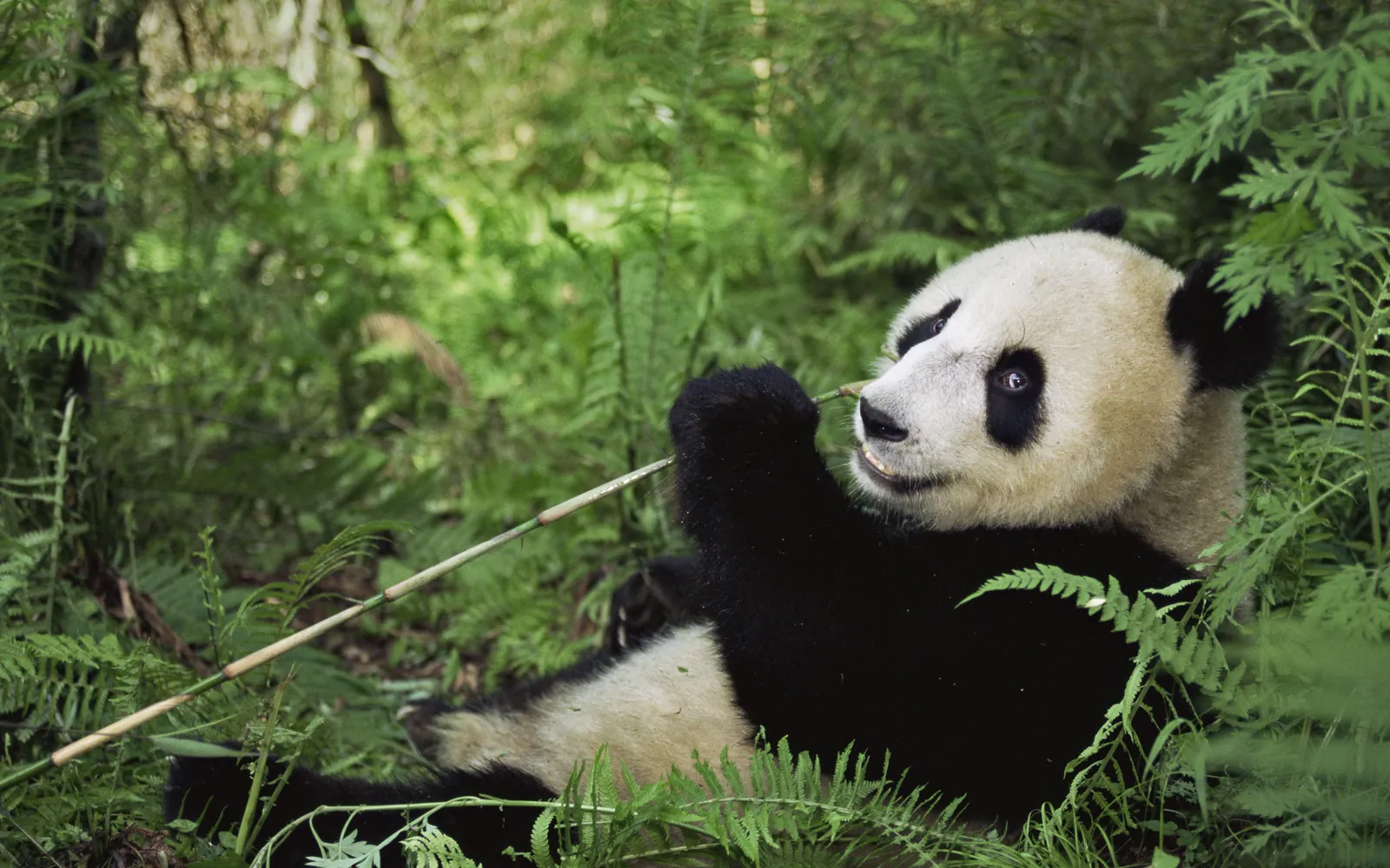 Giant panda eating bamboo