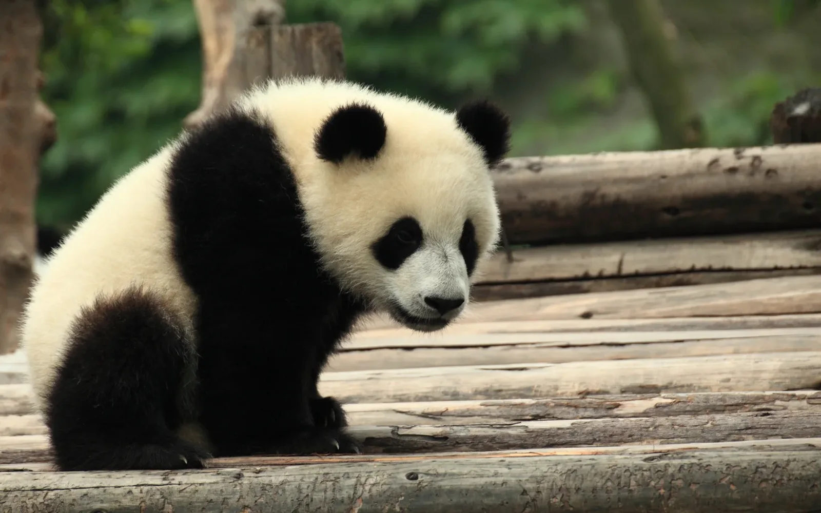 Giant panda at Chengdu Research Base