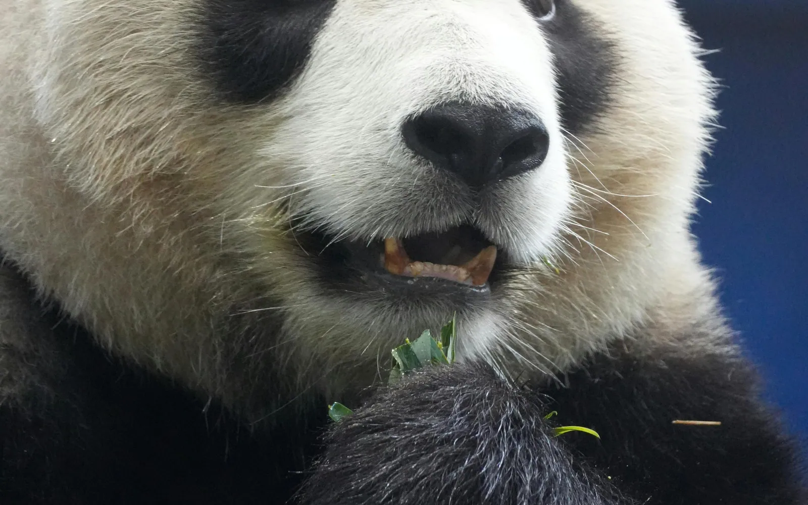 Close view of a giant panda