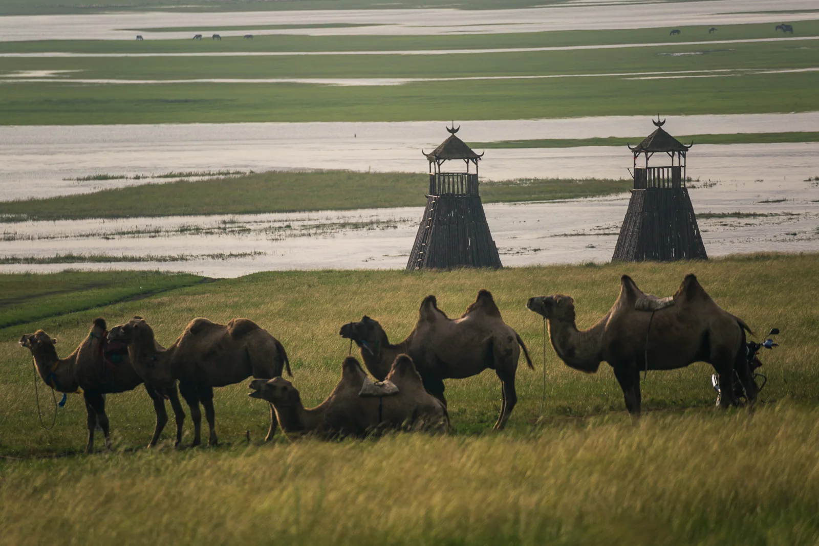 Camels on the Hulunbuir grassland