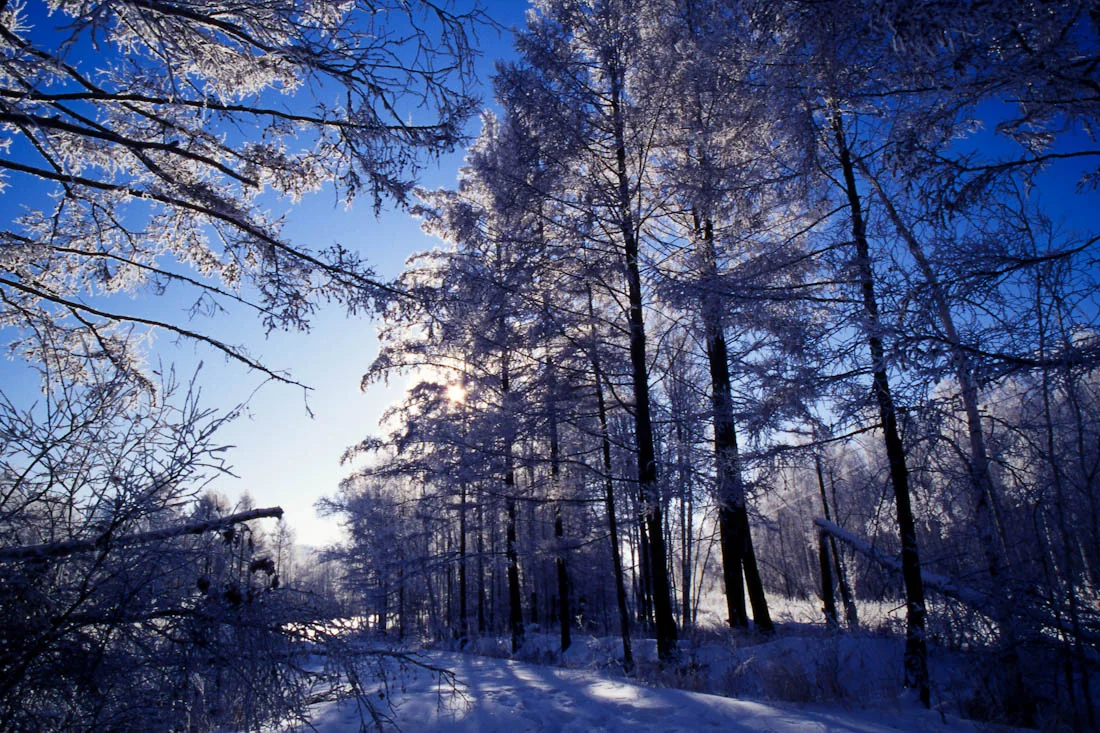 Snow-covered forest in the Greater Khingan Range
