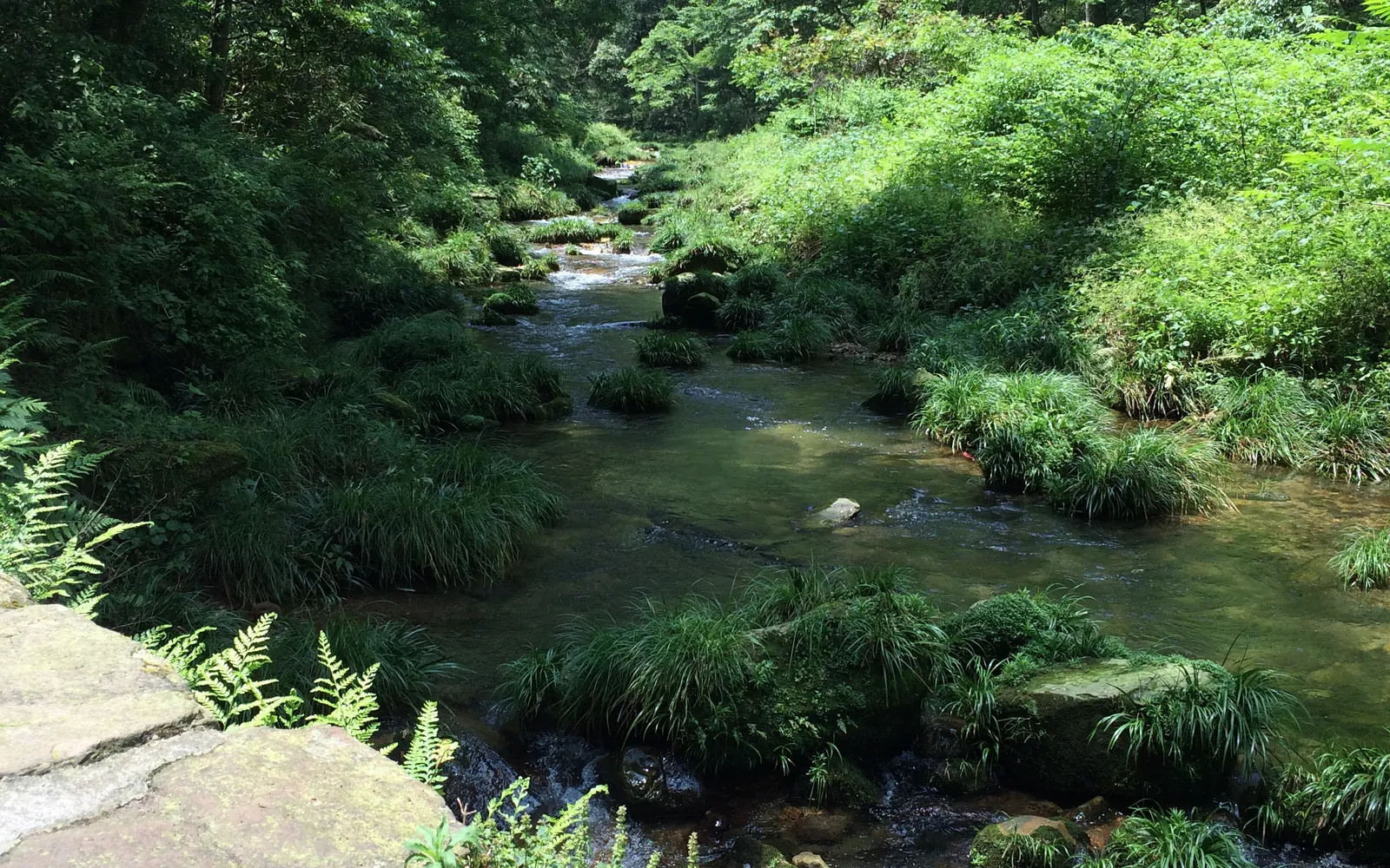 A clear stream winding through dense forest at Golden Whip Stream.